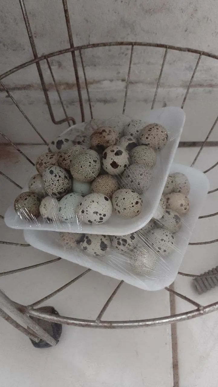 Ovos de codorna  - Foto 2