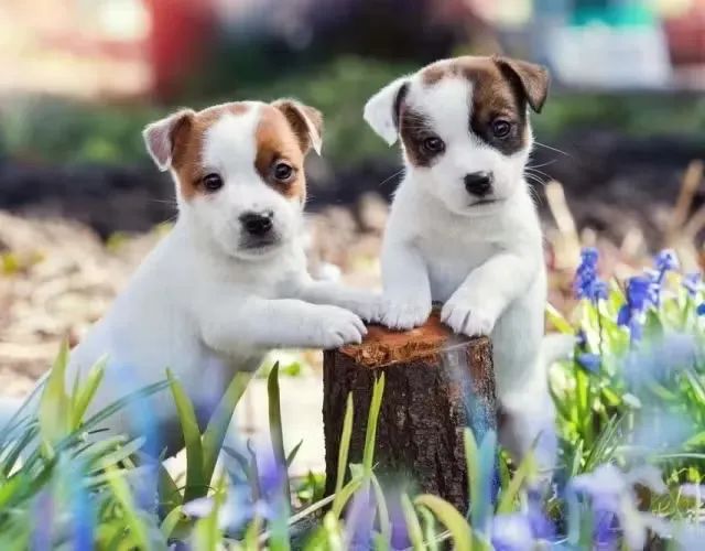 Jack russel Terrier  - Foto 2