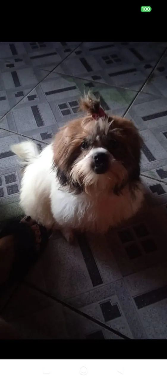 Cachorro  - Foto 3
