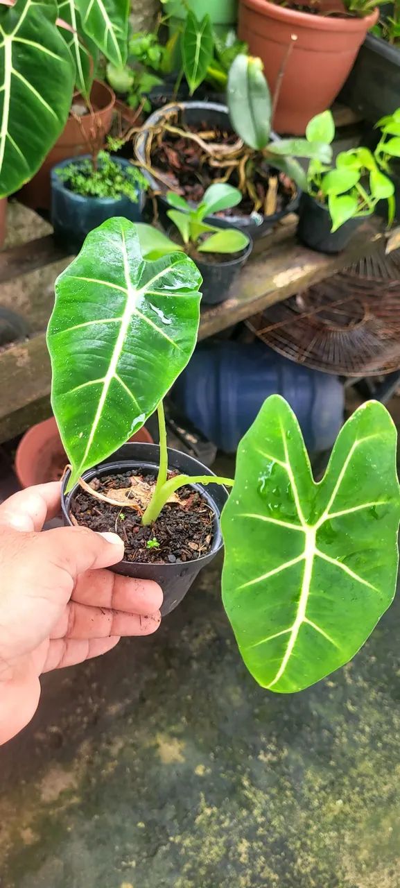Lindas mudas de plantas  - Foto 5
