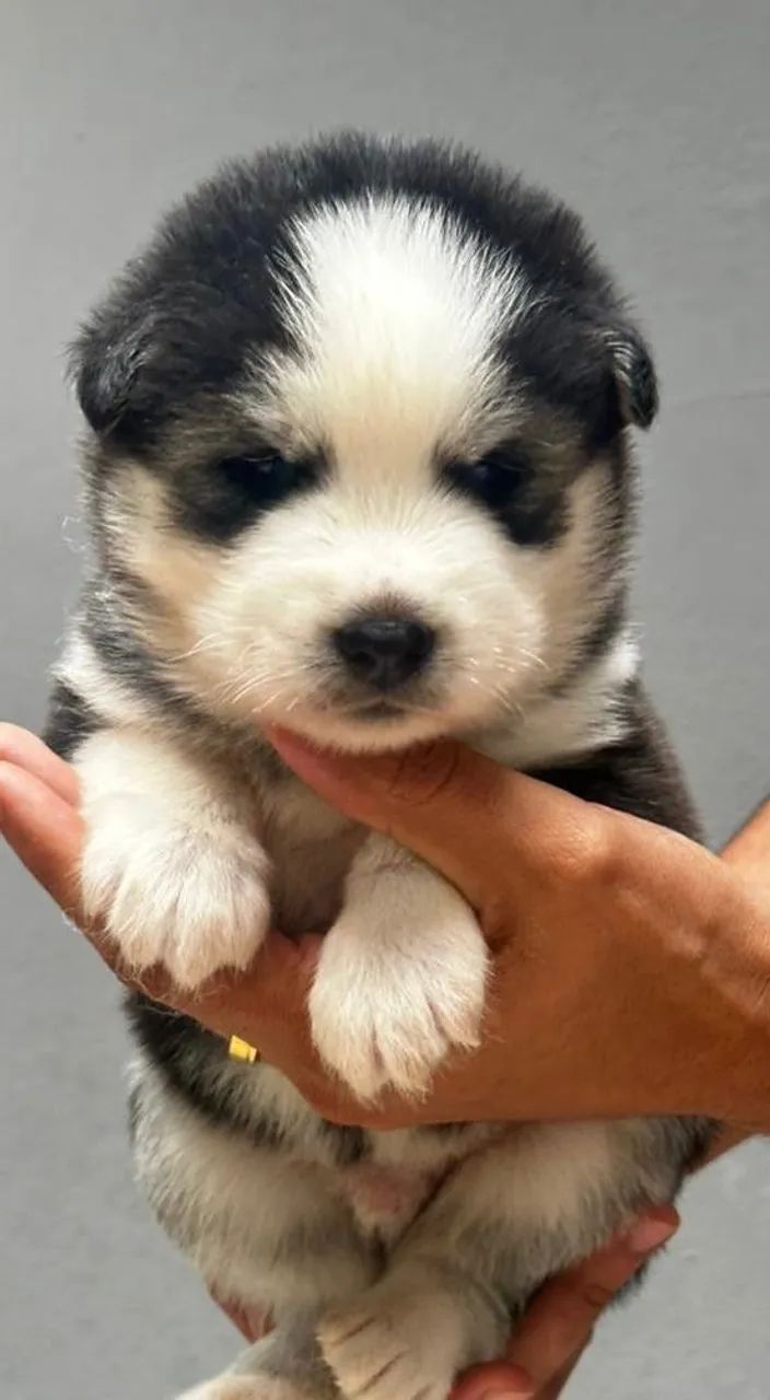 Filhote Husky Siberiano (Lobo), autêntico e puro. - Foto 5