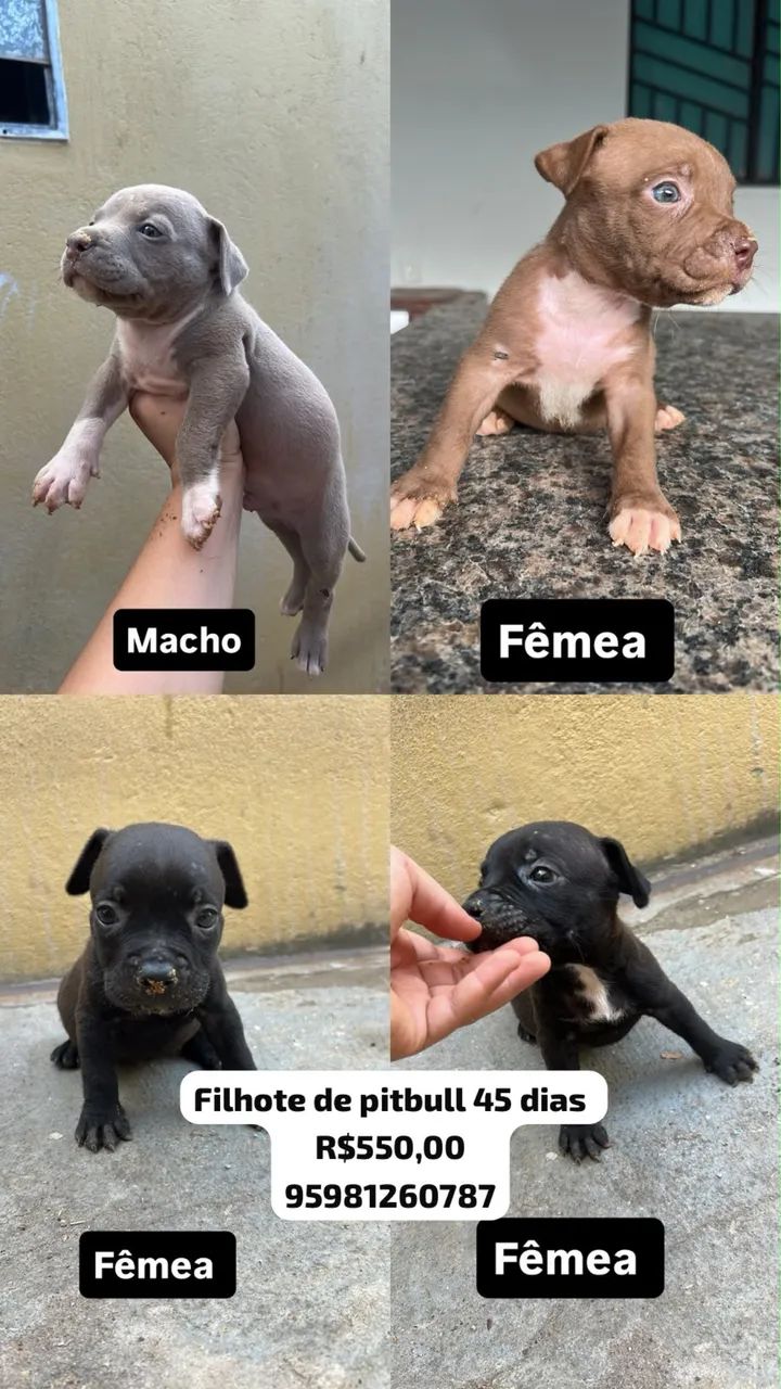 Filhote de pitbull  - Foto 2