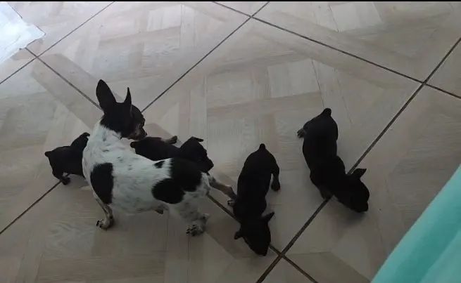 Filhotes de pinscher super pequenos *