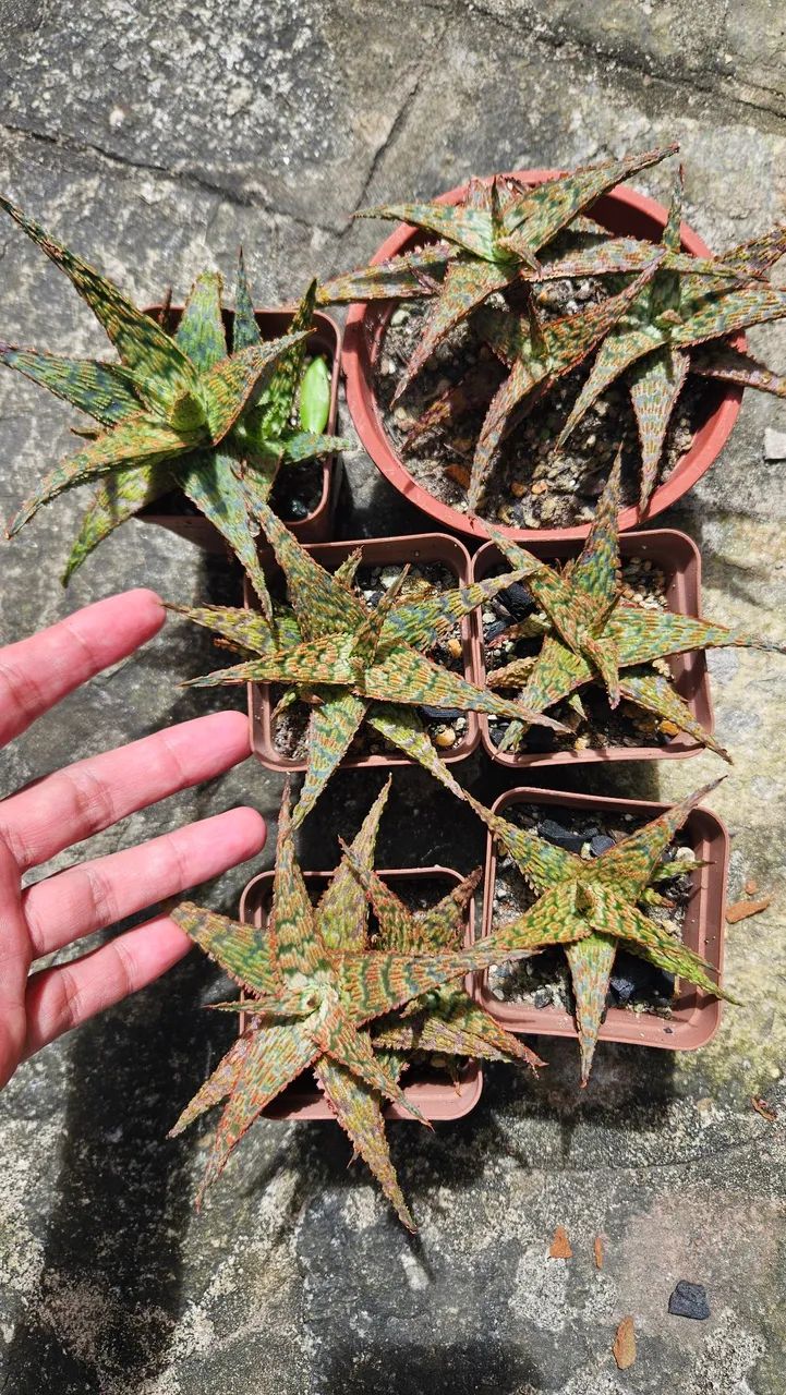 Suculentas - Foto 4