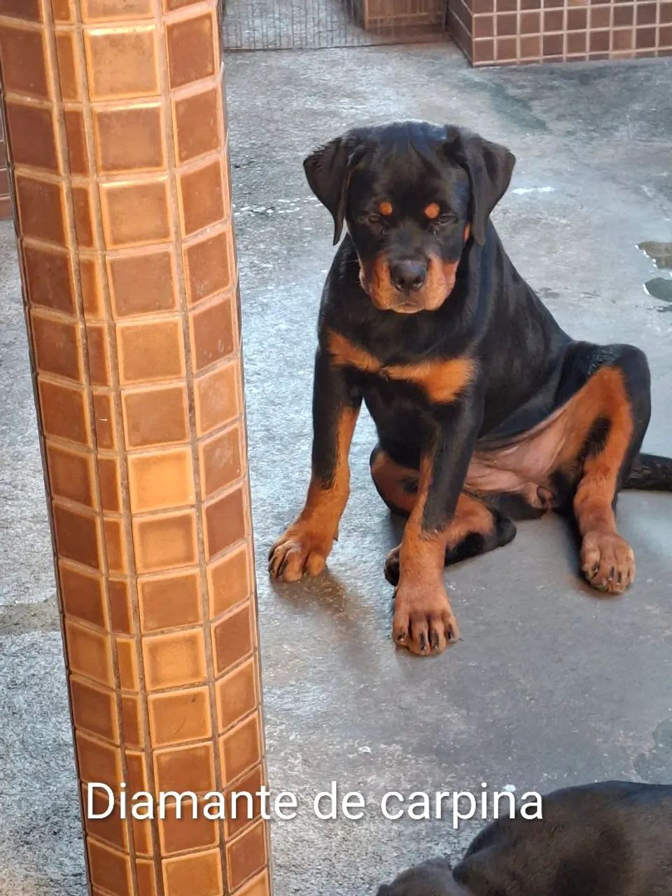 rottweiler  - Foto 5