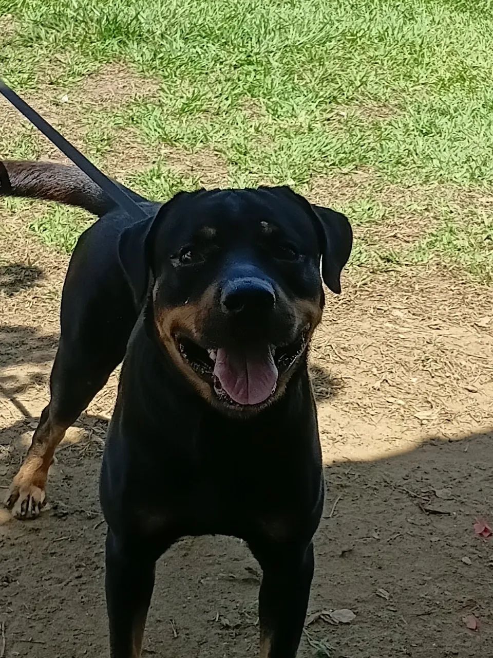 Doando esse Rottweiler 