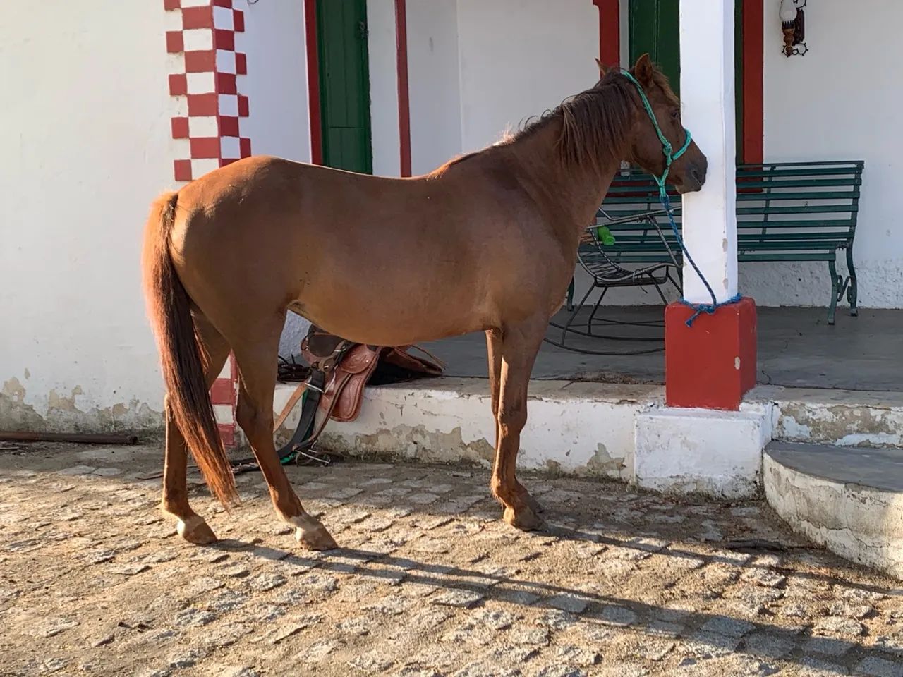 Égua prenha de garanhão puro QM APOLLO VM - Foto 3
