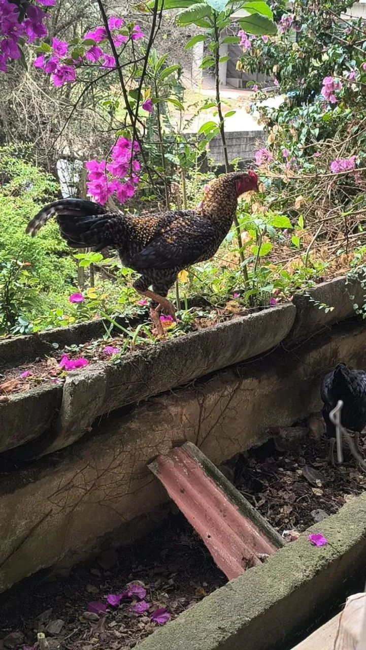 Frangos e patos a venda