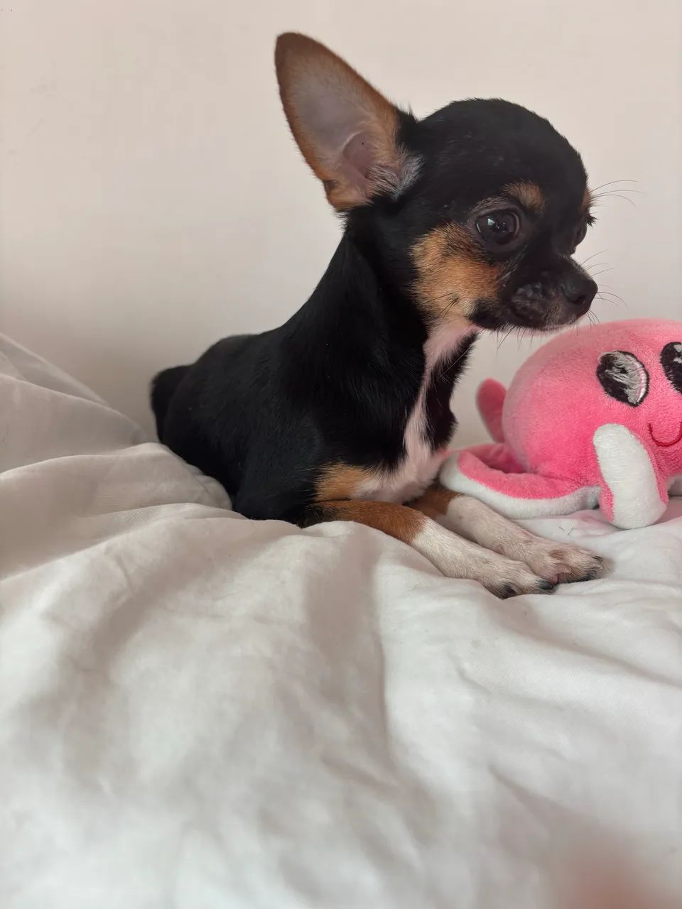 Chihuahua 7 meses 