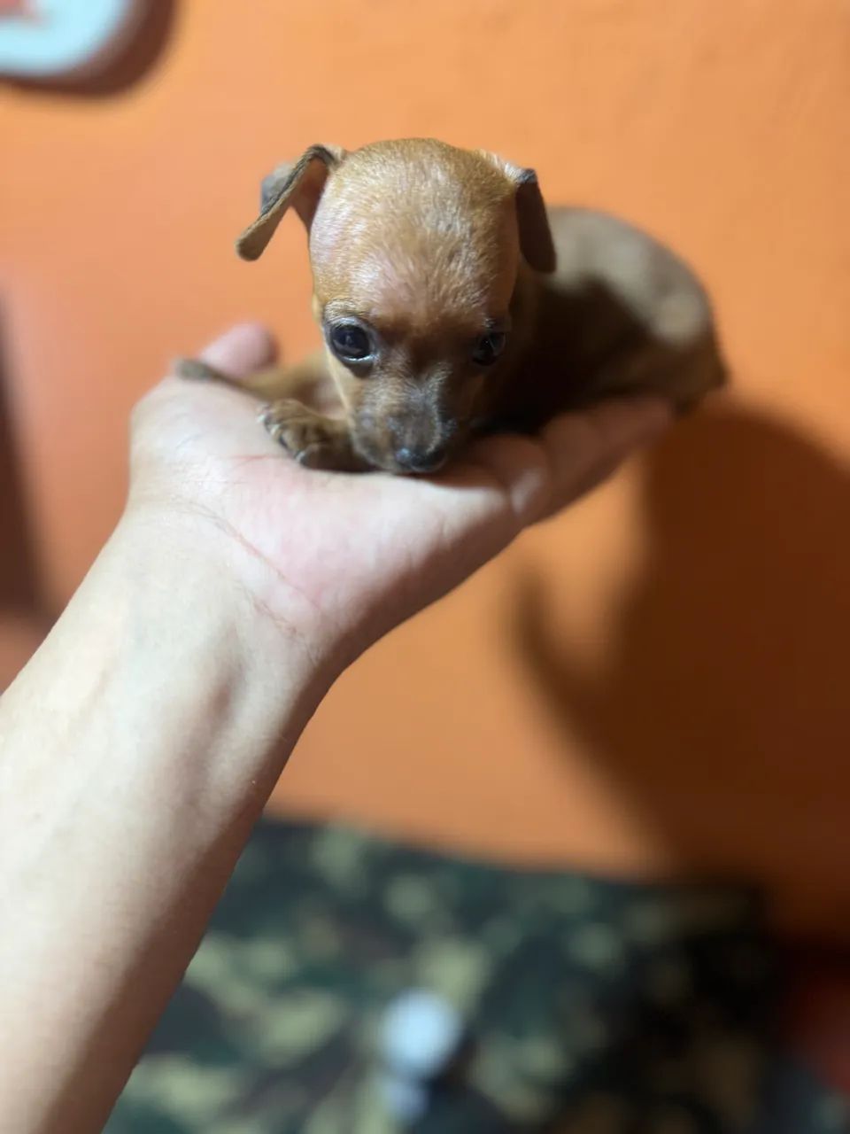 Filhotes Pinscher micro e zerinho  - Foto 3
