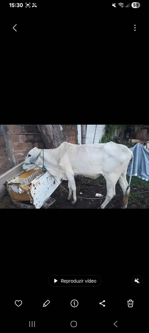 Vacas