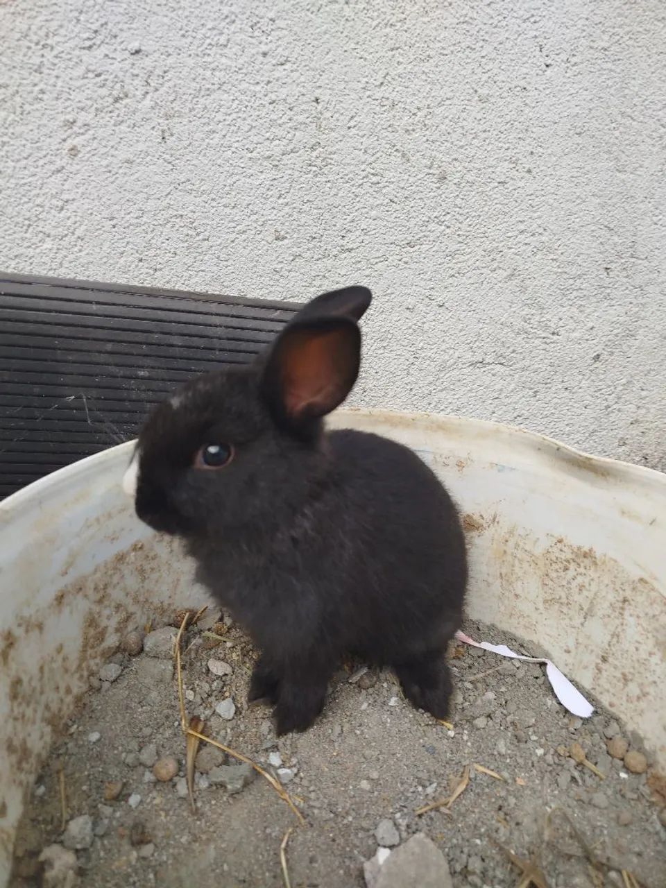 Filhotes de coelhos  - Foto 2