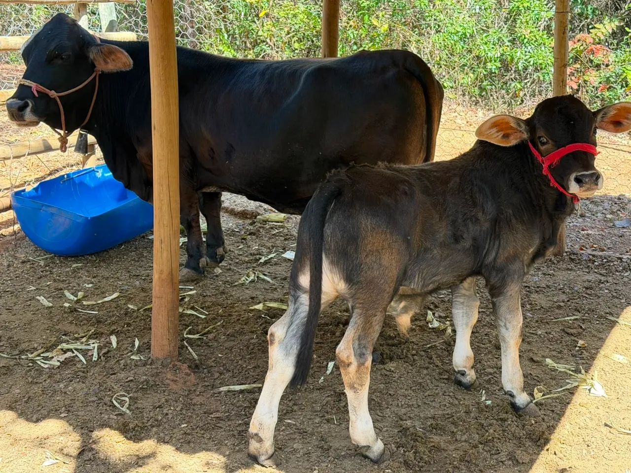 Mini vaca e bezerro  - Foto 2