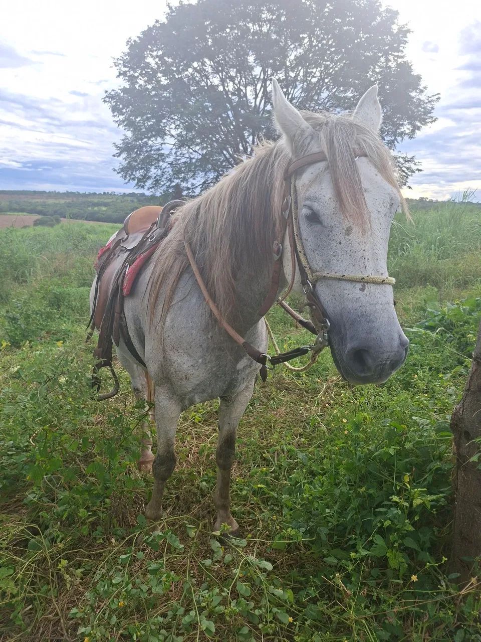 Cavalo Manga Larga  - Foto 2