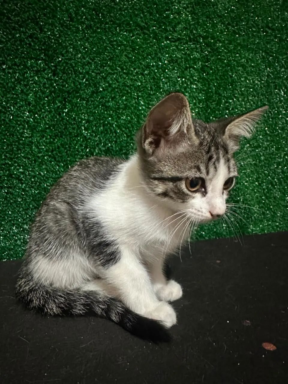 Gatos para doação  - Foto 2