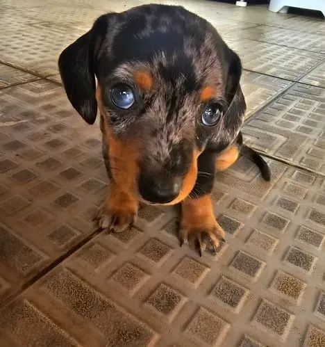 Dachshund com Atendimento Próximo e Transparente