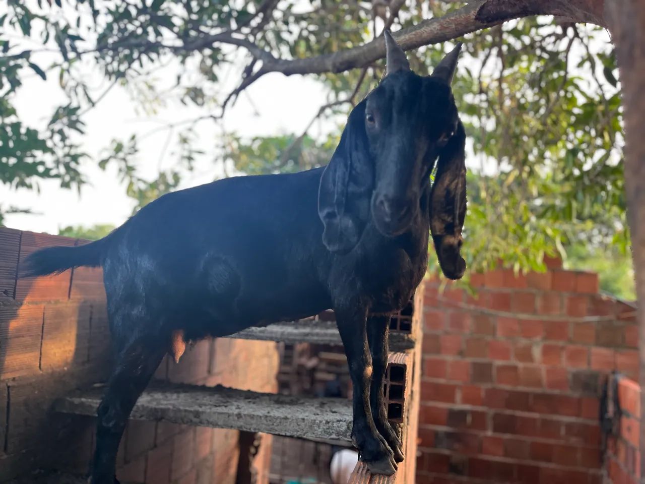 Cabra anglo nubiano amojada  - Foto 3