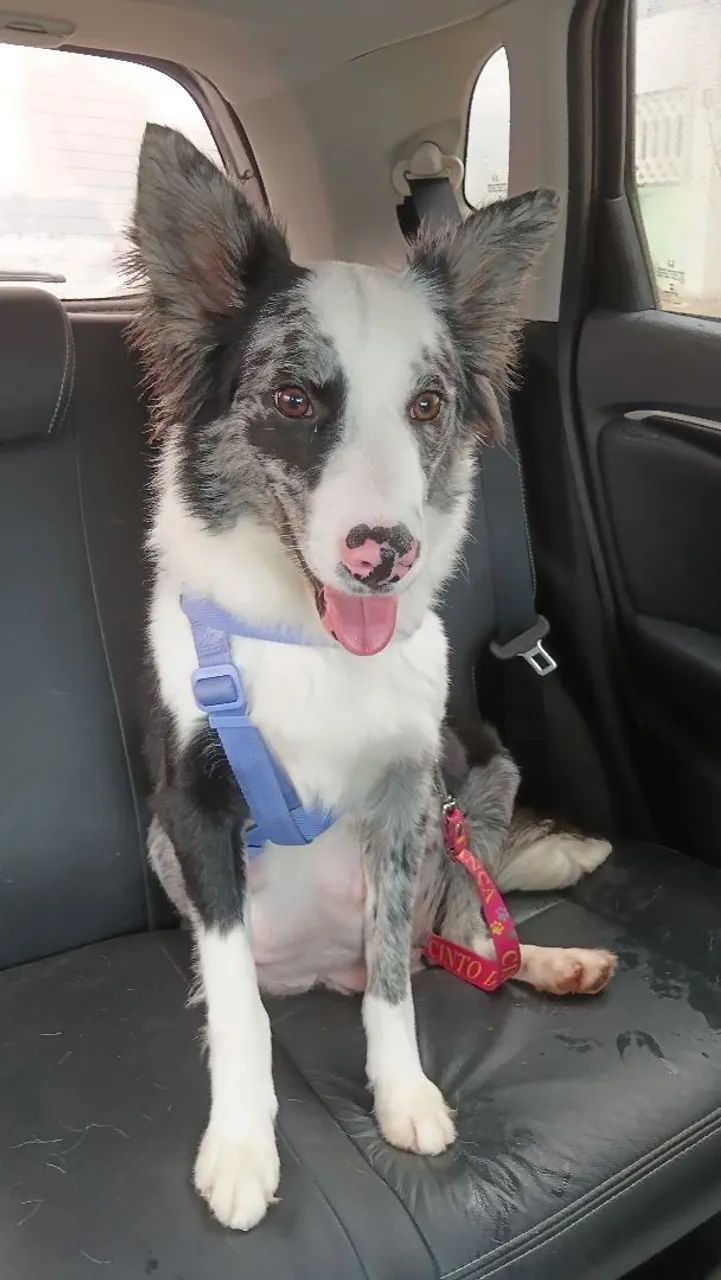 Border Collie 