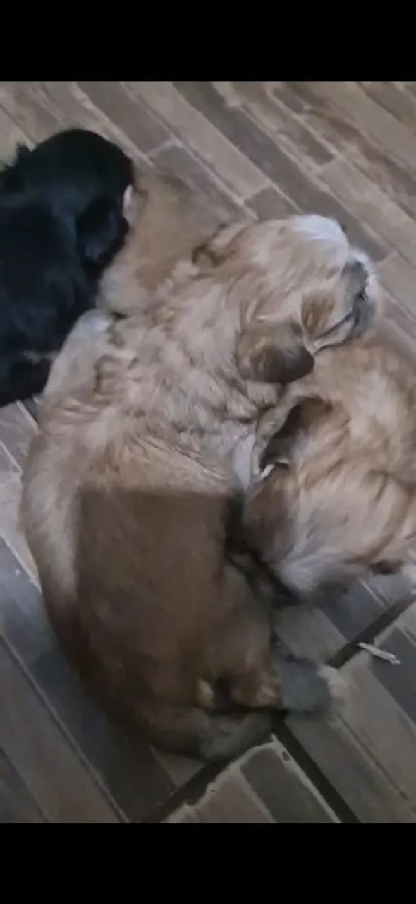 VENDO LHASA APSO MACHO - Foto 2