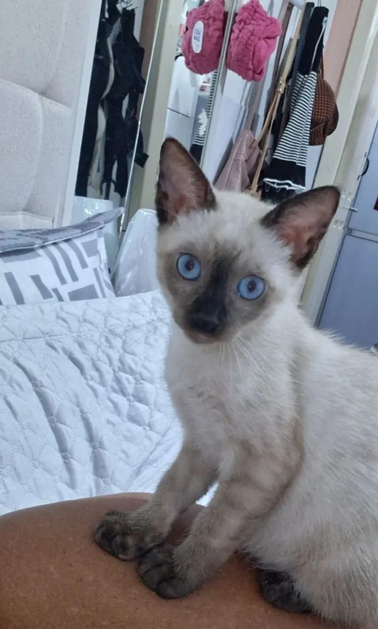 Macho 4 meses dócil  - Foto 2