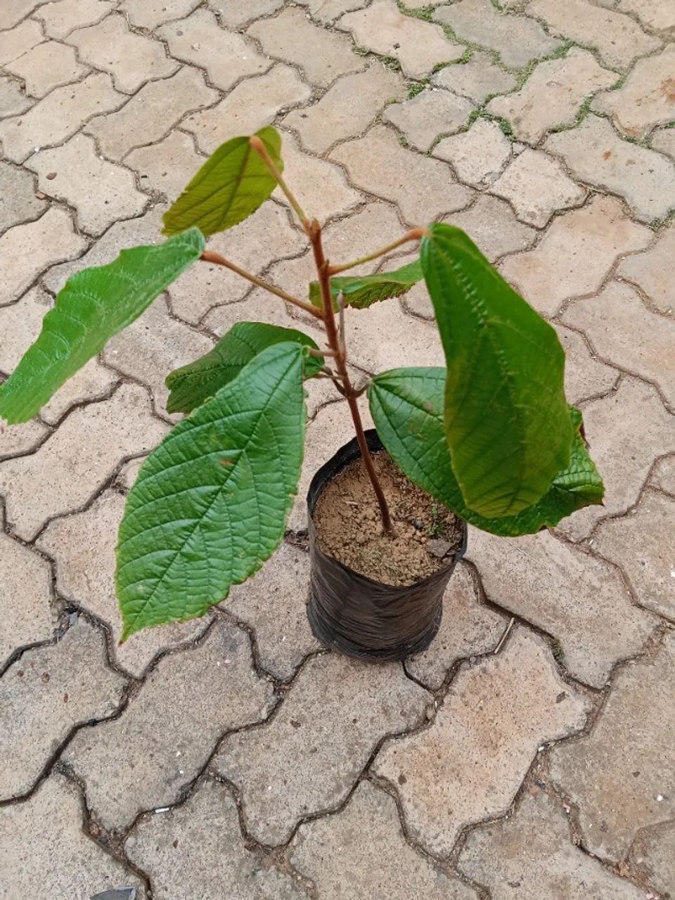 MUDAS DE CUPUAÇU - Foto 3