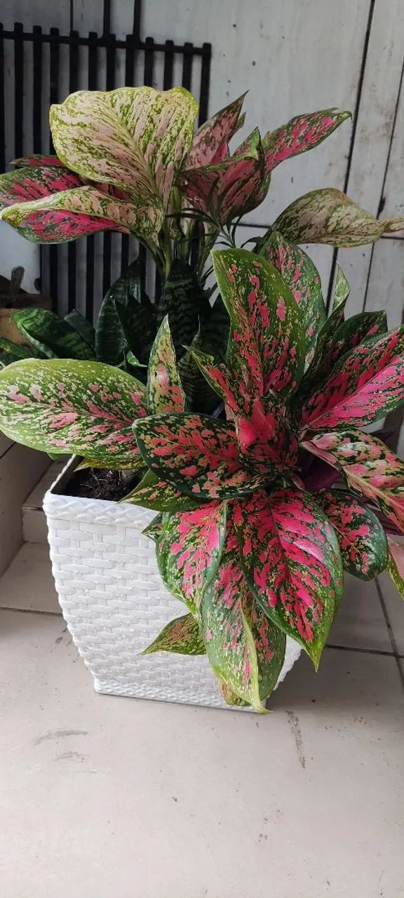 Plantas  - Foto 3
