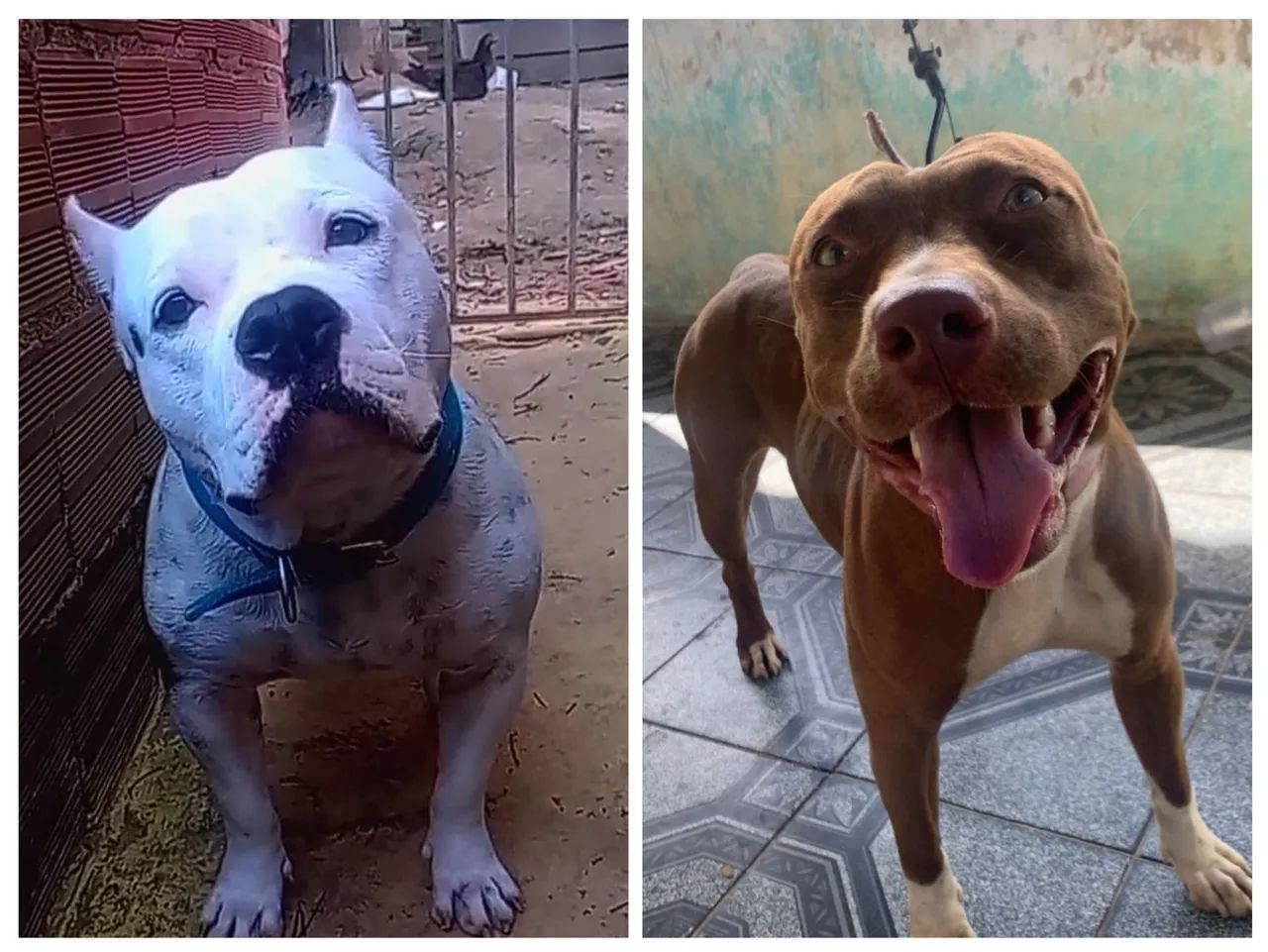 Vendo filhotes de Pit Bull  - Foto 3