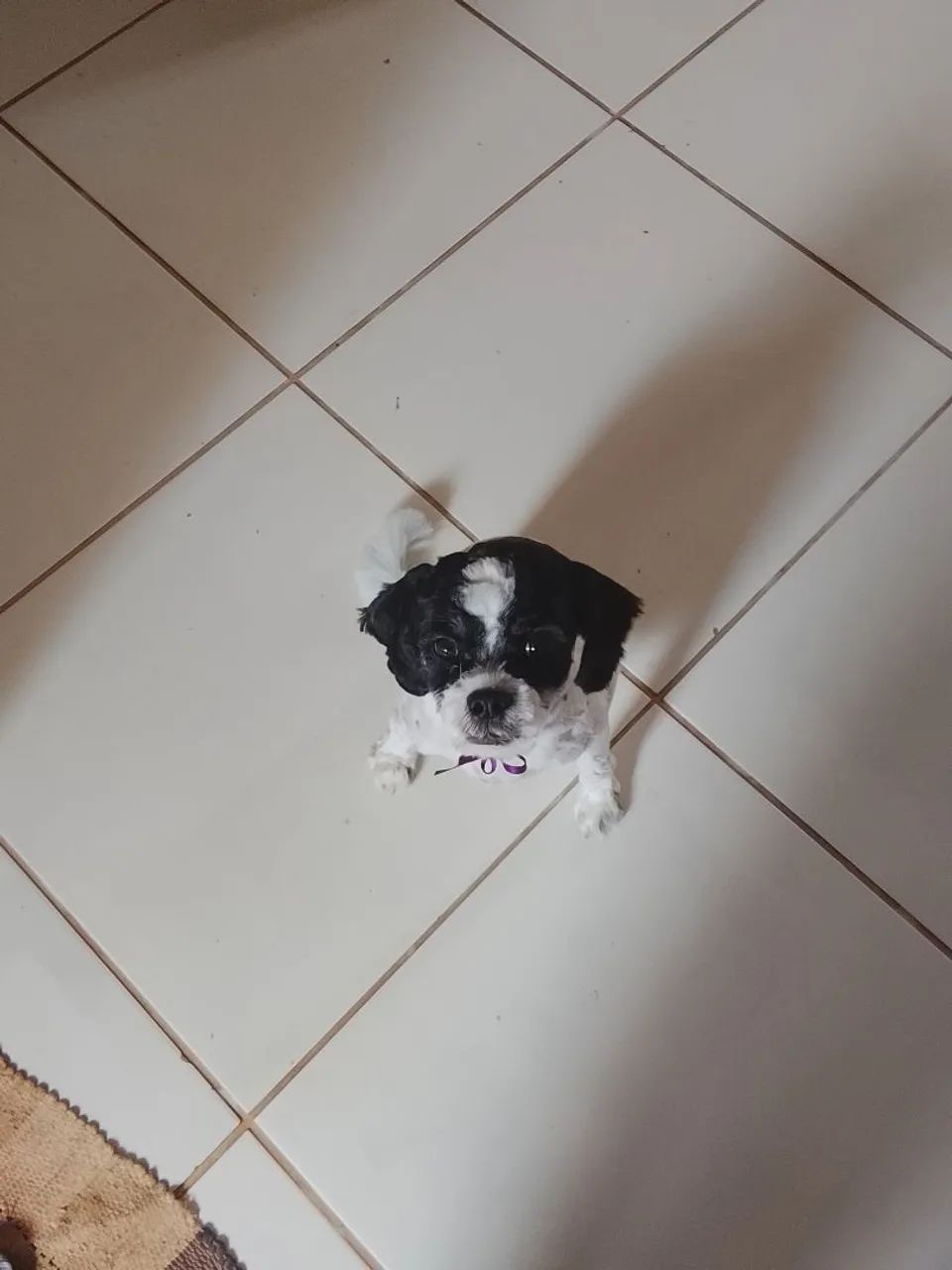 Vendo Shitzu 