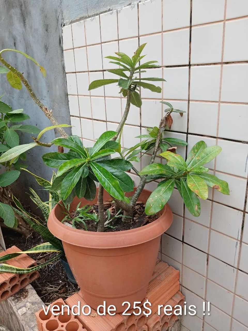 Plantas do deserto 