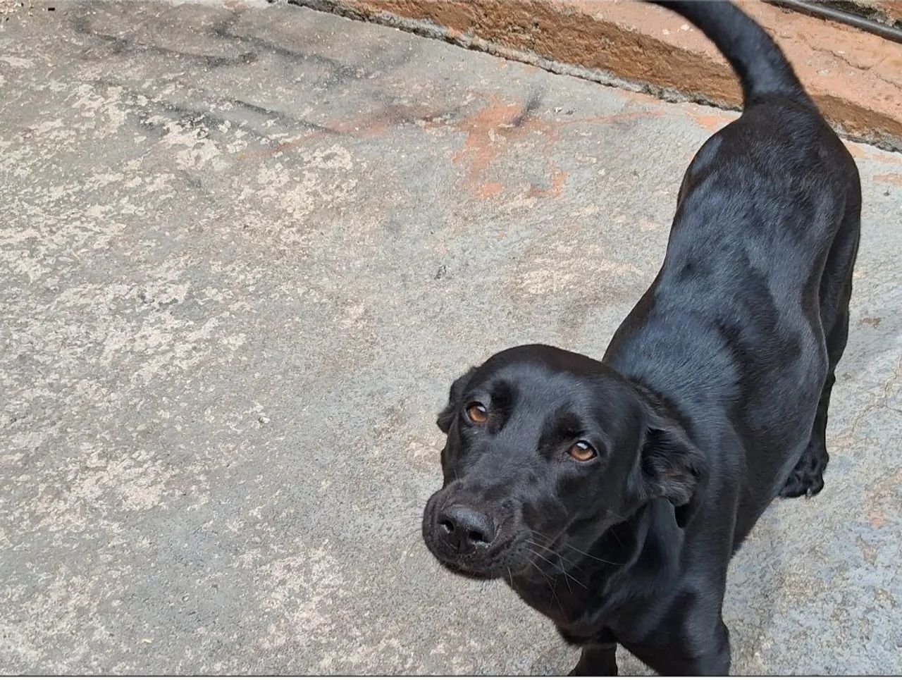 Doação Cachorra fêmea Dócil Urgênte 
