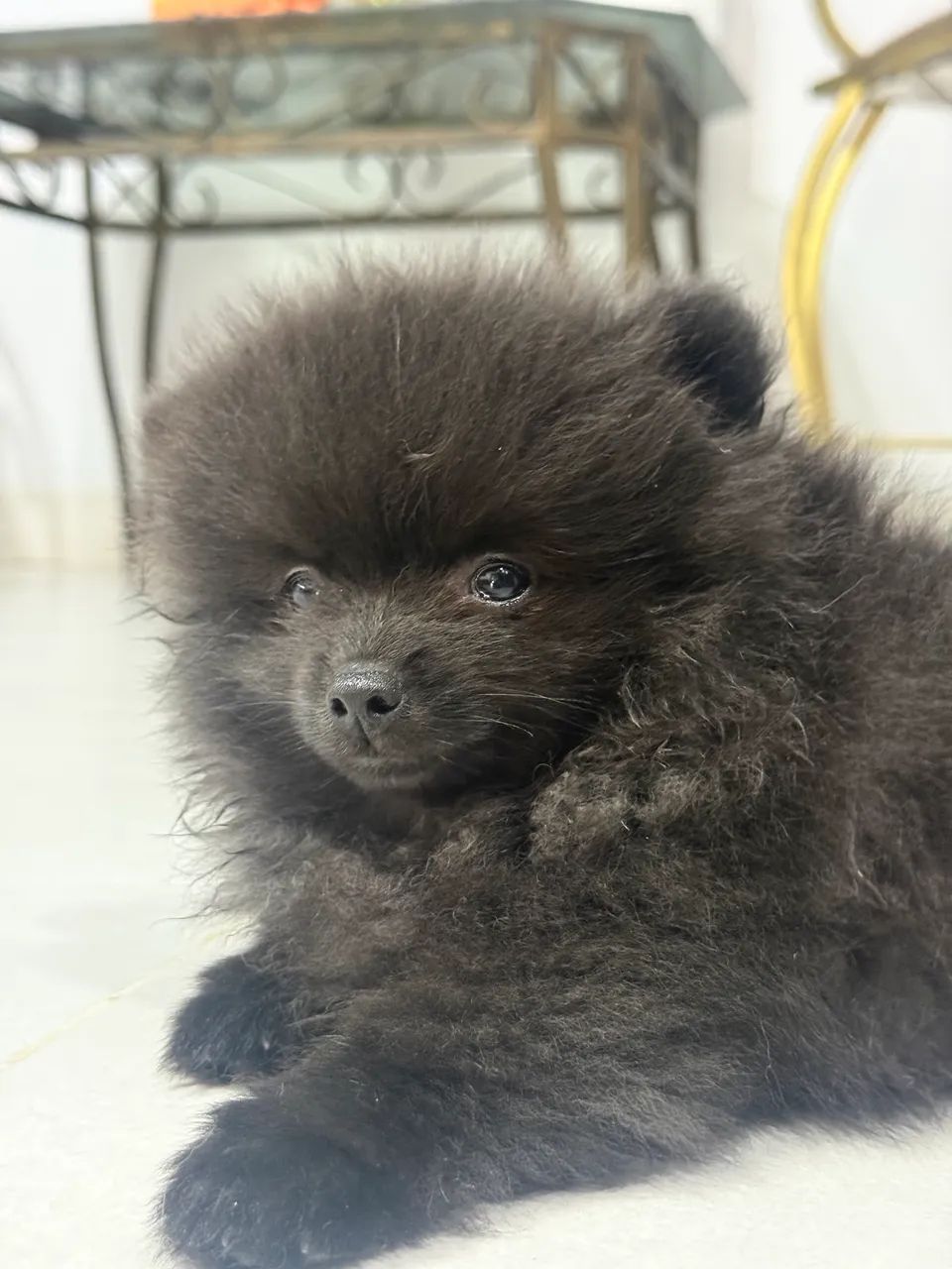 Filhote Macho Spitz Alemão  - Foto 2