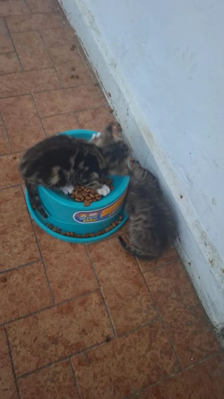 Gatinhos carinhosos. Pelagem rara. De tigre - Foto 6