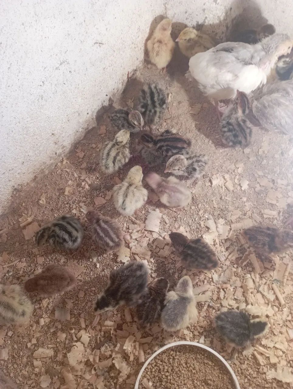 Pintinhos de codorna gigante 