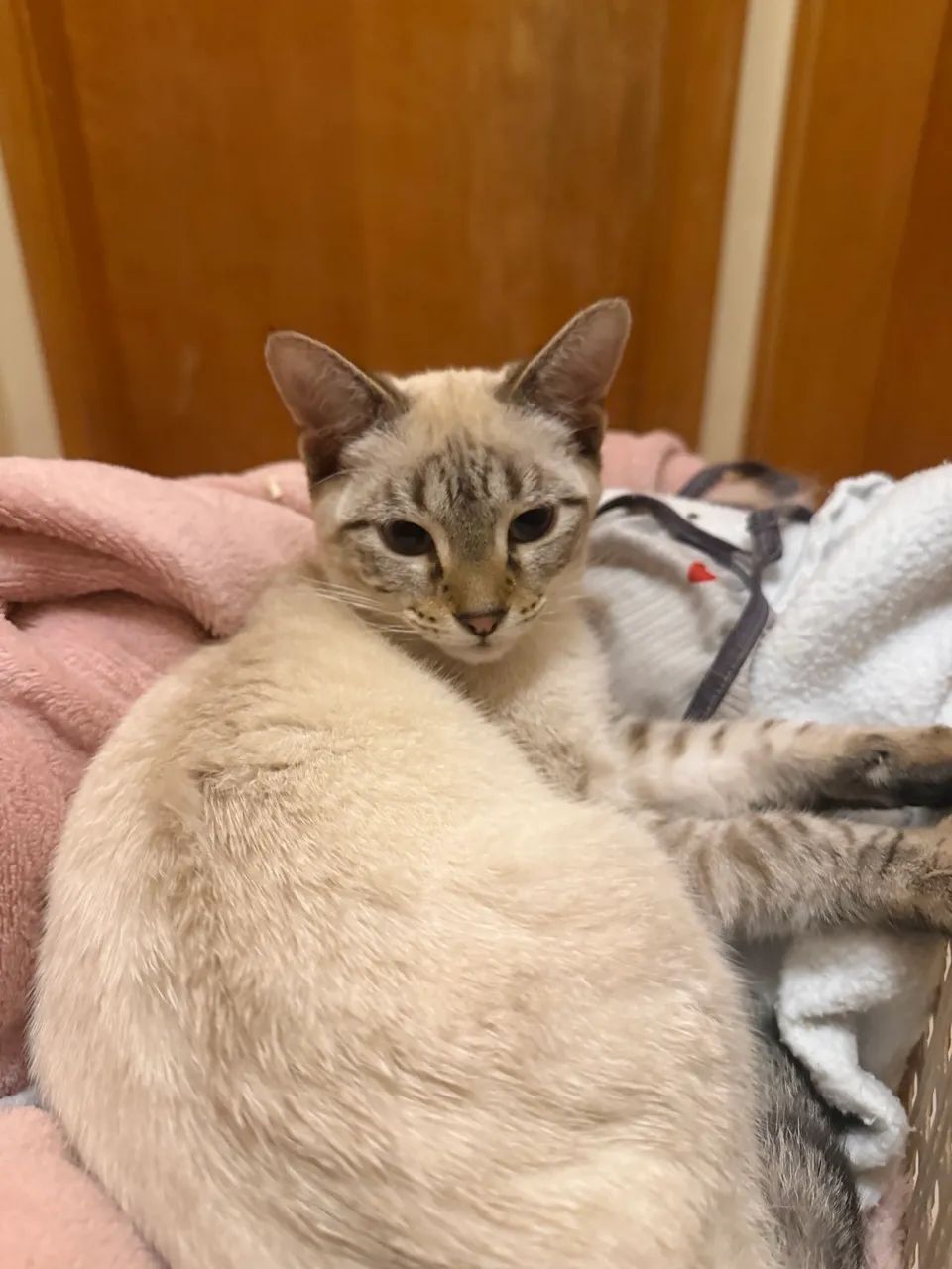 Adote gatinho!   - Foto 3