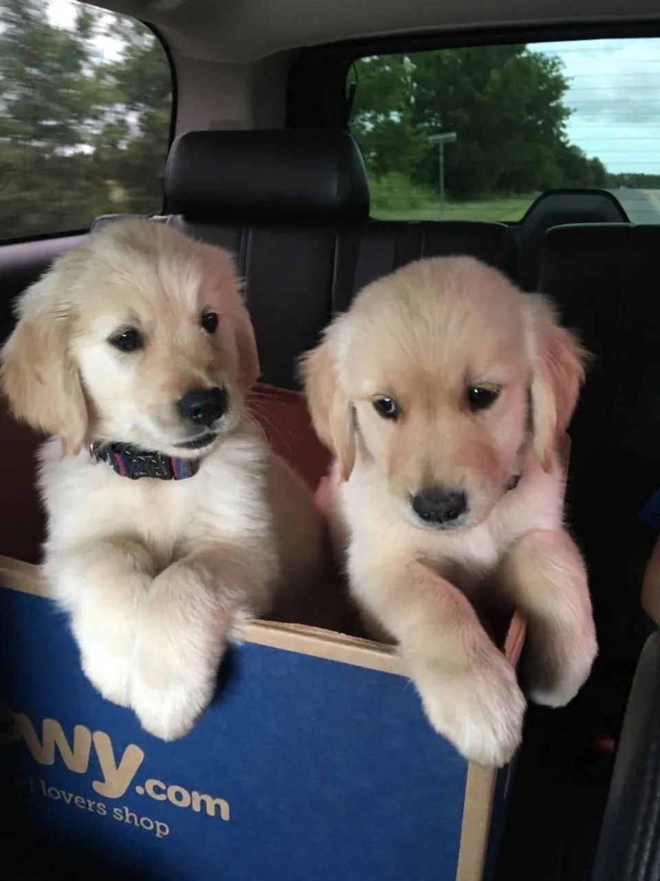 Golden Retriever 
