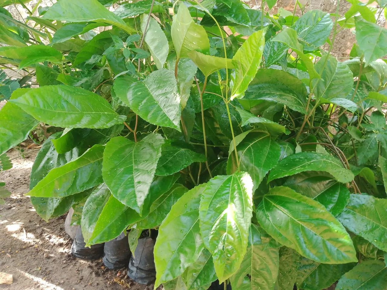 Vende-se mudas de maracujá  - Foto 2