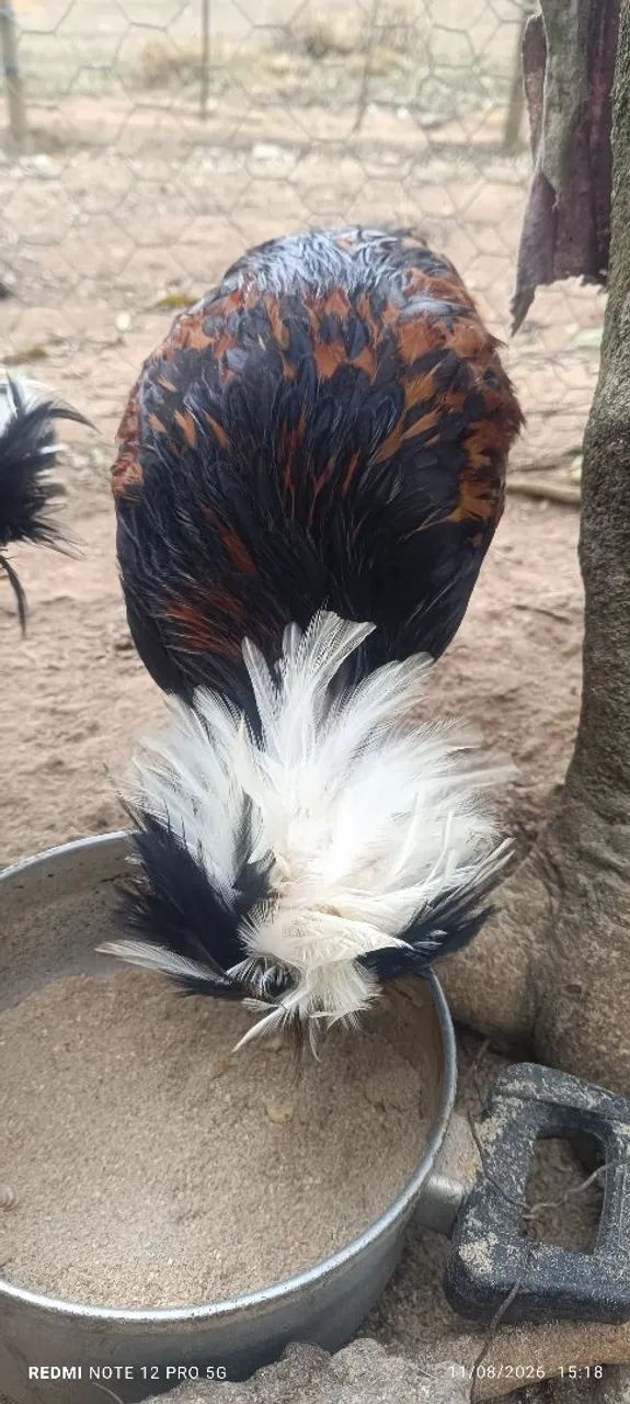 Vendo frango polonês  - Foto 3