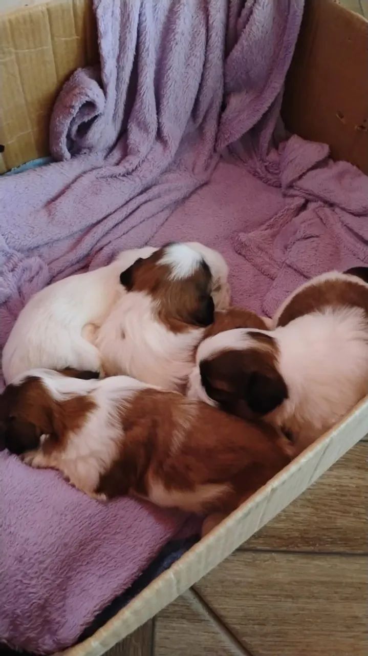 Cachorro raça shih Tzu - Foto 4