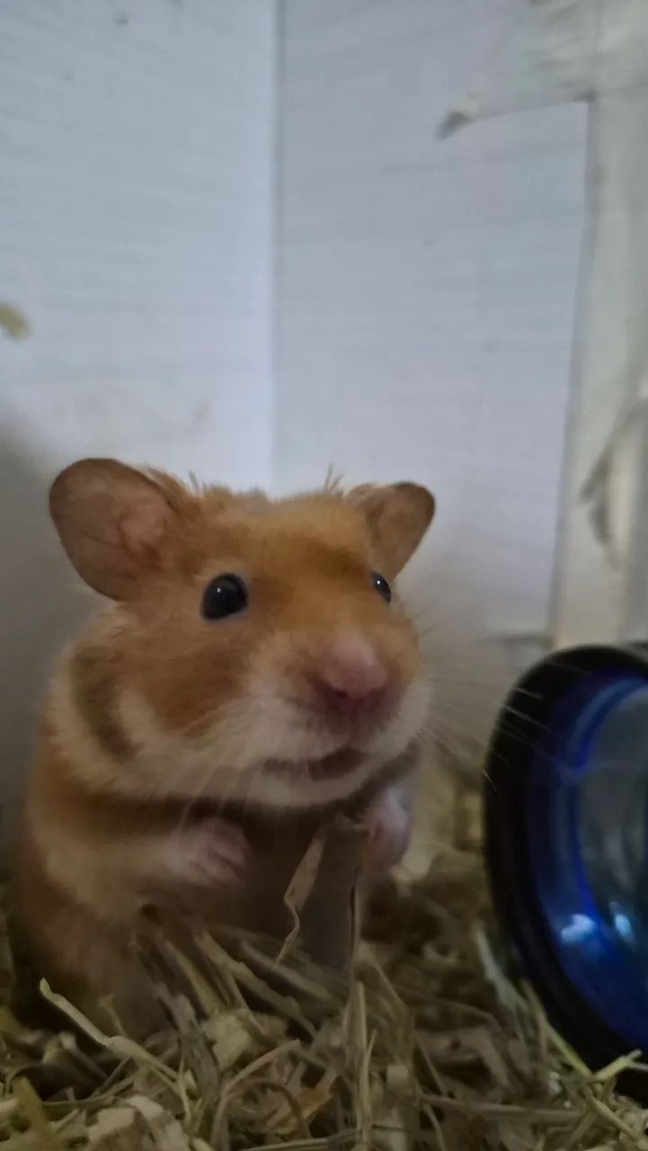 Doação Hamster Sírio  - Foto 5