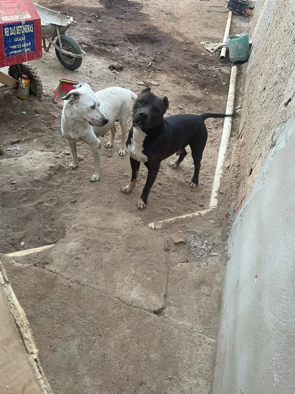 Doação filhotes - Foto 4