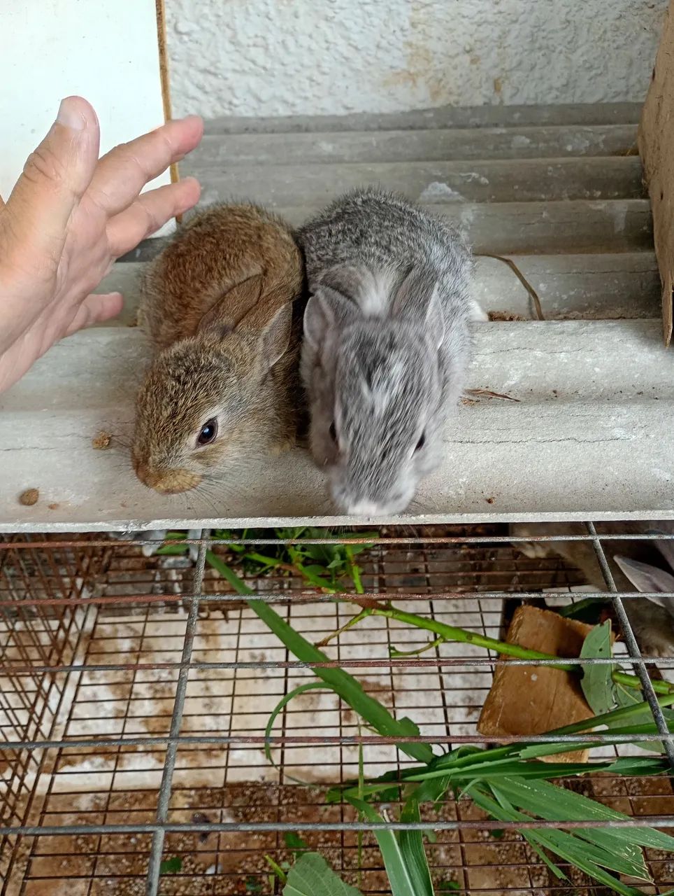 Filhotes de coelho raça pequena  - Foto 2