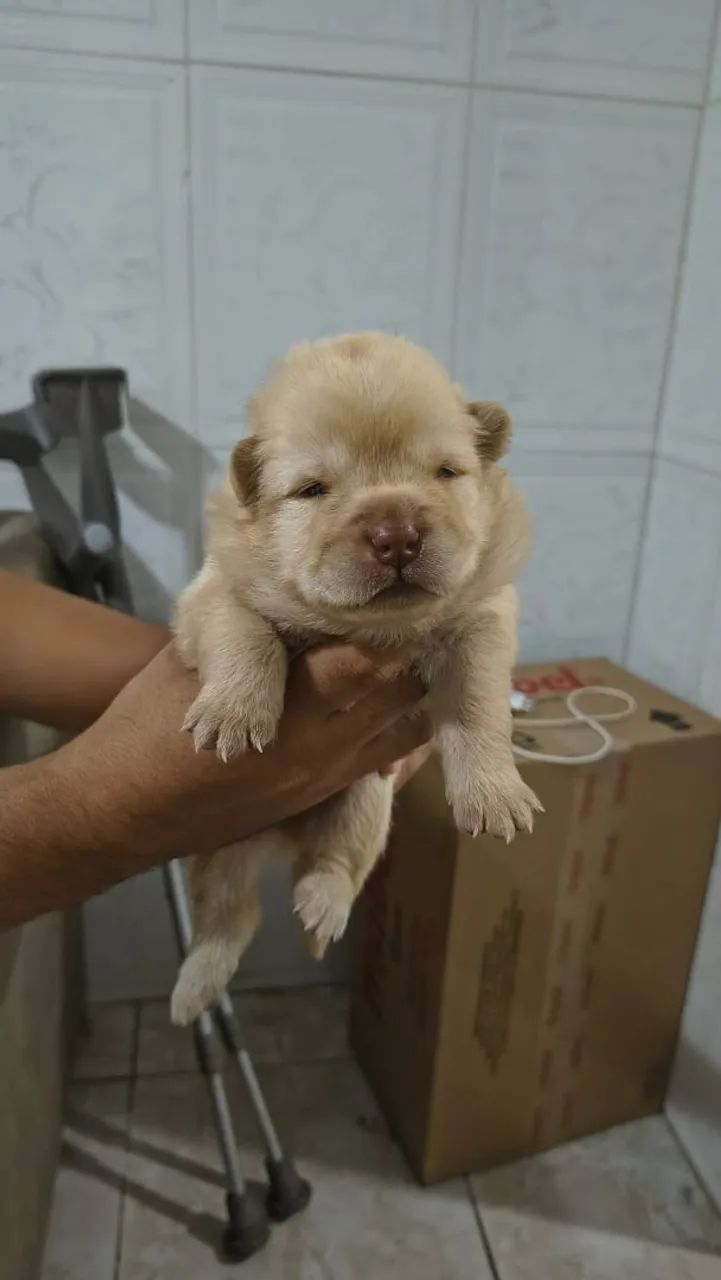 Filhote de Chow Chow Branco  - Foto 5