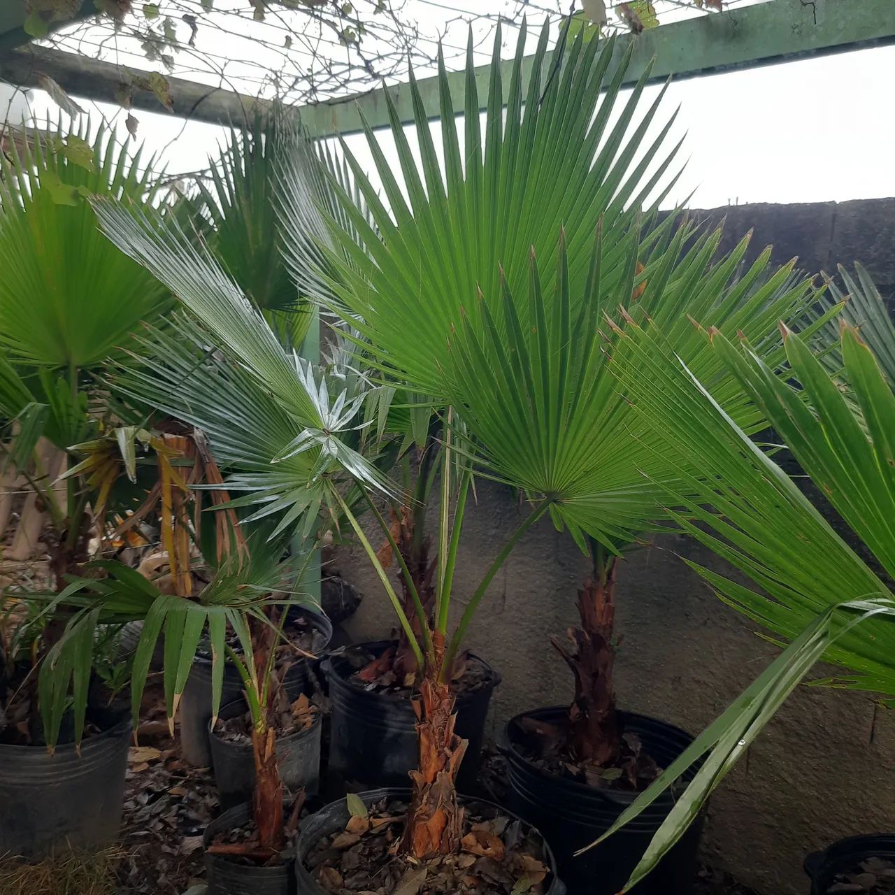 PALMEIRA WASHINGTONIA 