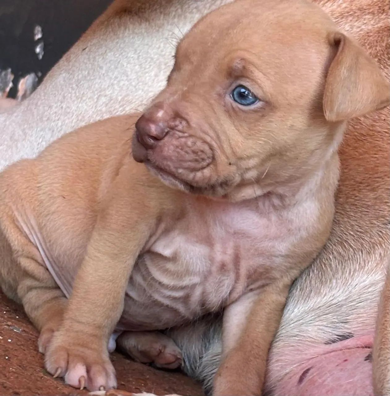  filhote Pitbull  - Foto 2