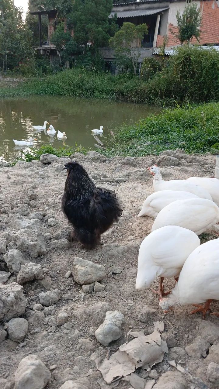 Angola Branca "Macho"