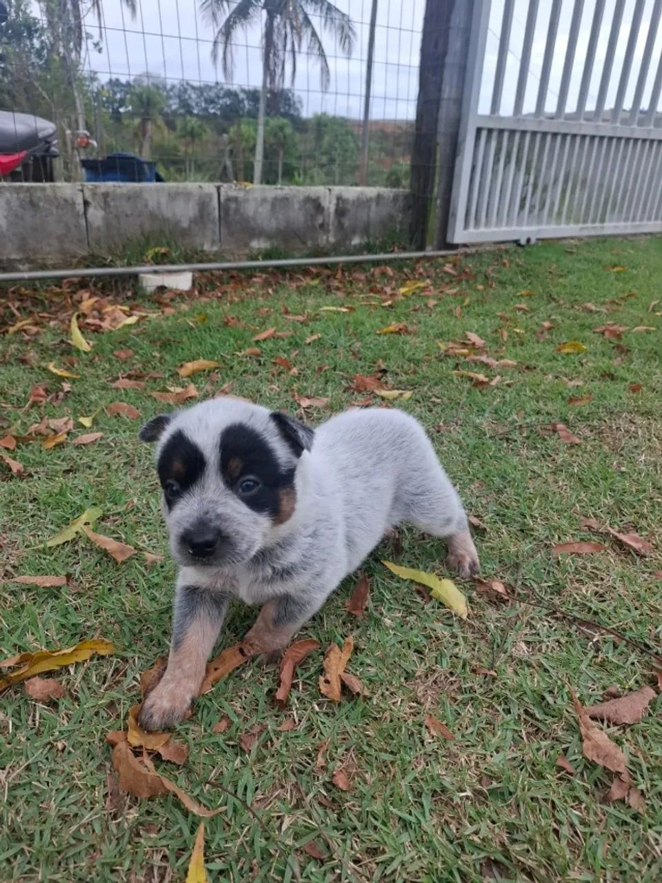 Filhotes de BlueHeeler  - Foto 3