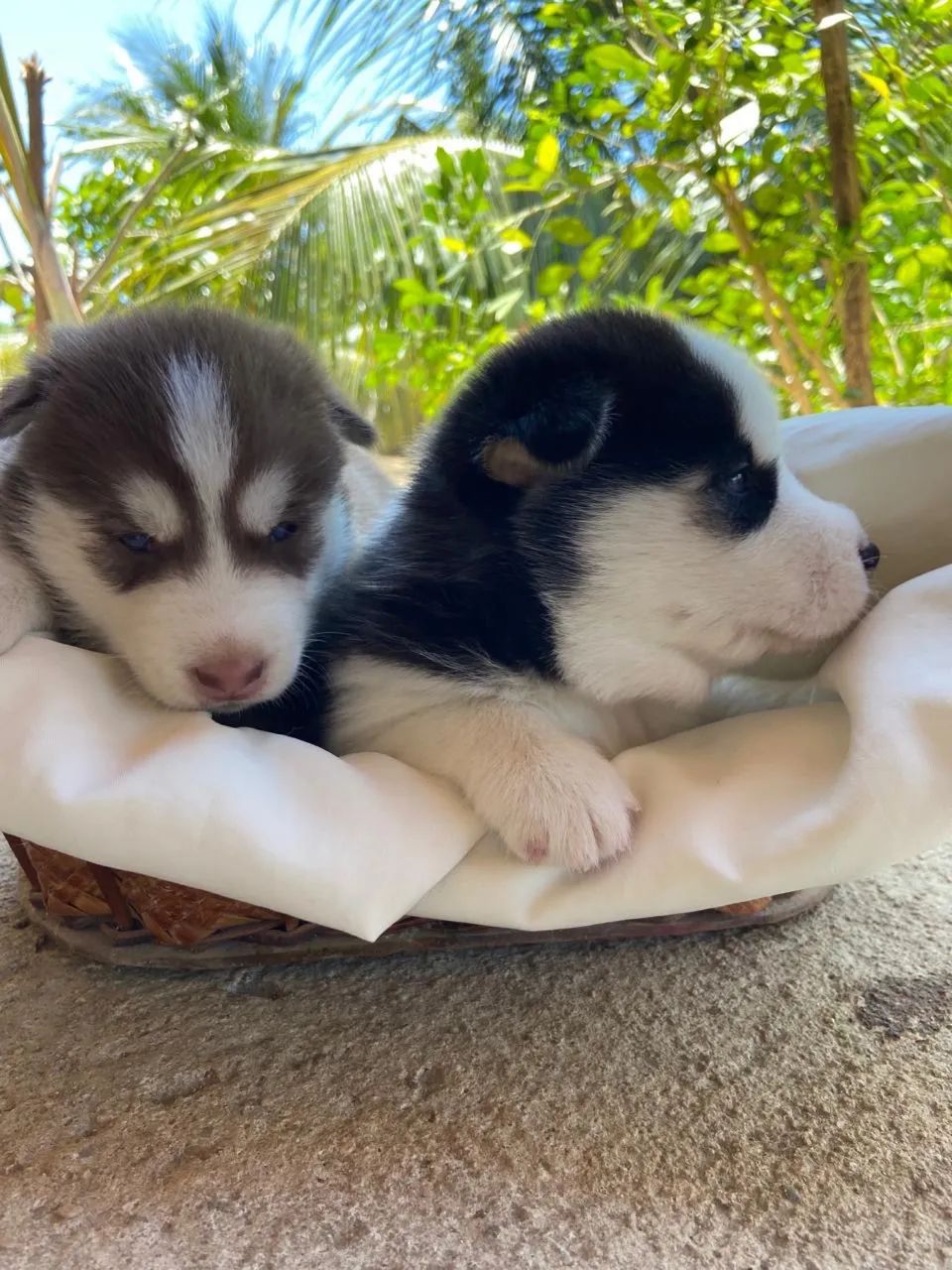 HUSKY SIBERIANO  - Foto 4