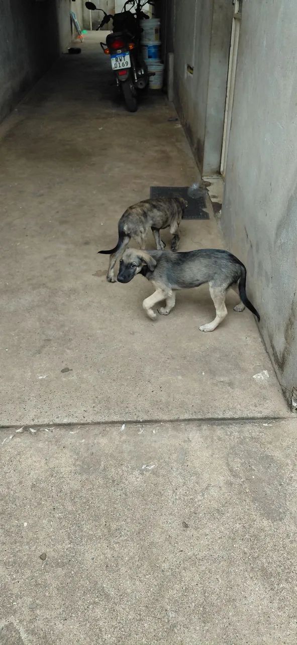 Doação Pets - Foto 2