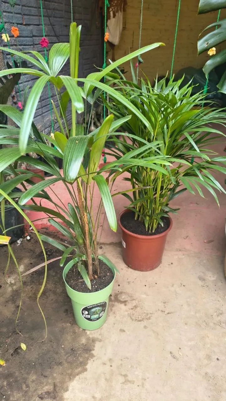 Plantas Adaptadas e substrato Premium  - Foto 4