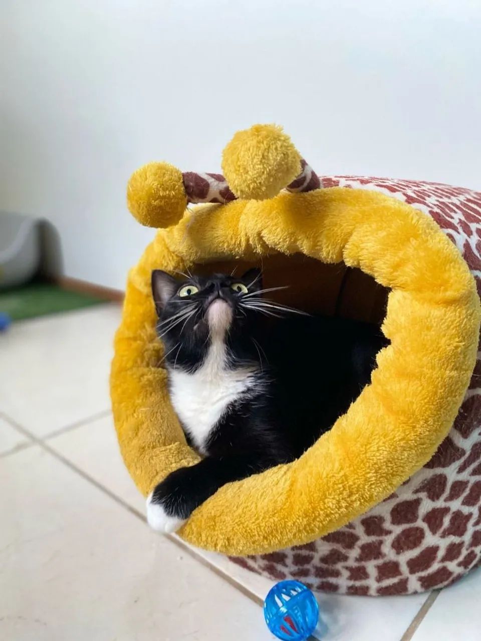 Gato - Foto 3